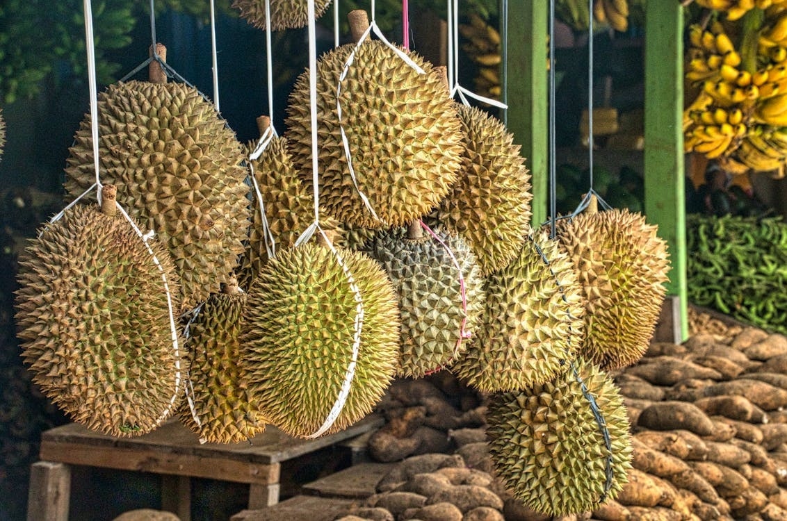 Durian koenig der fruechte d30d9384