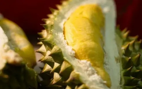 Durian – König der Früchte