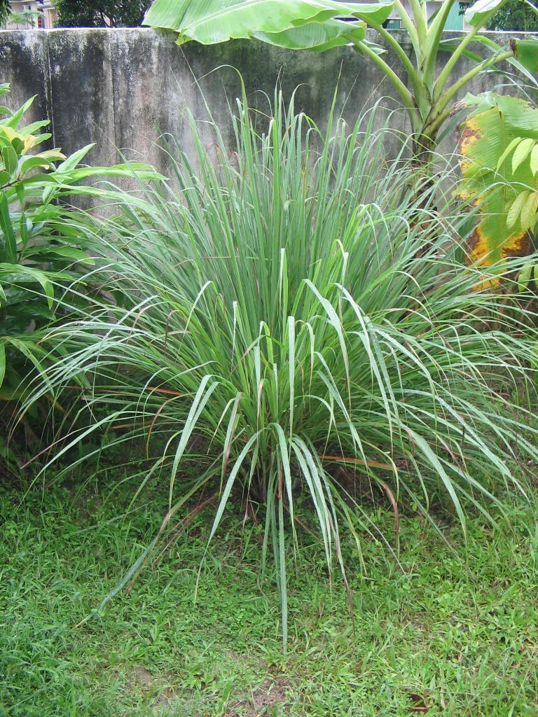 Einblick in die thailaendische kraeutertradition 7f21c1dd