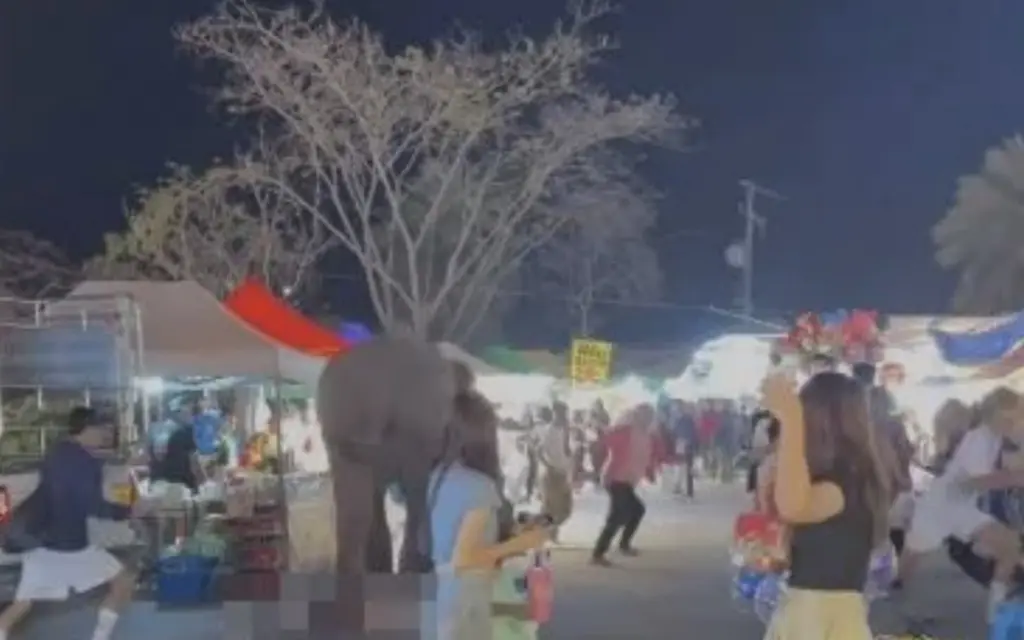 Elefant loest chaos auf jahrmarkt aus fuenf verletzte durch unerwarteten vorfall durch feuerwerk 1bbe6441