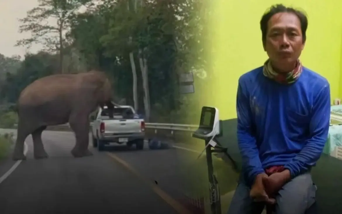 Elefant sorgt für Aufsehen in Hua Hin: Mann von Pickup Ladefläche geworfen – Video
