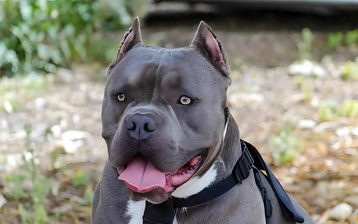 Familie in trauer apisit sucht neue besitzer fuer aggressive hunde nach toedlichem angriff b669c104