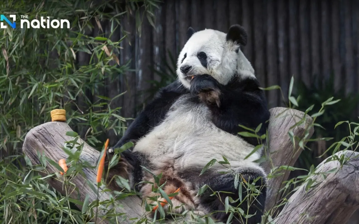 Faszination Pandas: Neue Botschafter des guten Willens im Chiang Mai Zoo