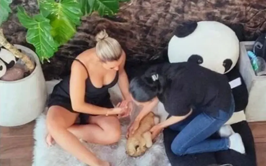 Festnahme in Phuket: Chinesisches Duo ohne Arbeitsgenehmigung bei Foto-Betrug mit Löwenjungen erwischt