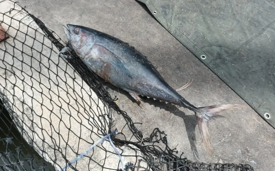 Fliegender Thunfisch schlägt zu!