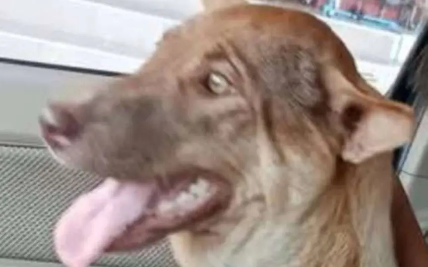 Fund besitzer erkennt eigenen hund an getrocknetem fleisch b749b9d8