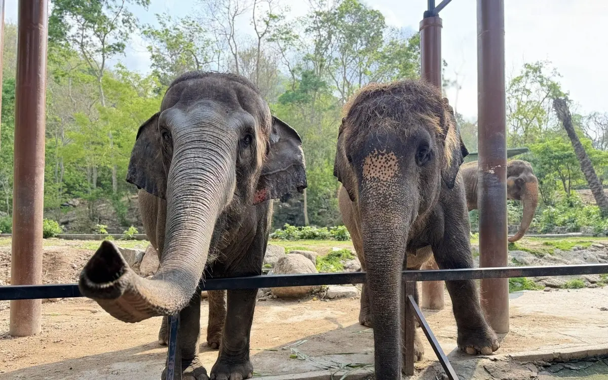 Grosses festmahl zum thai elephant day im khao kheow open zoo zieht besucher an fcdad113