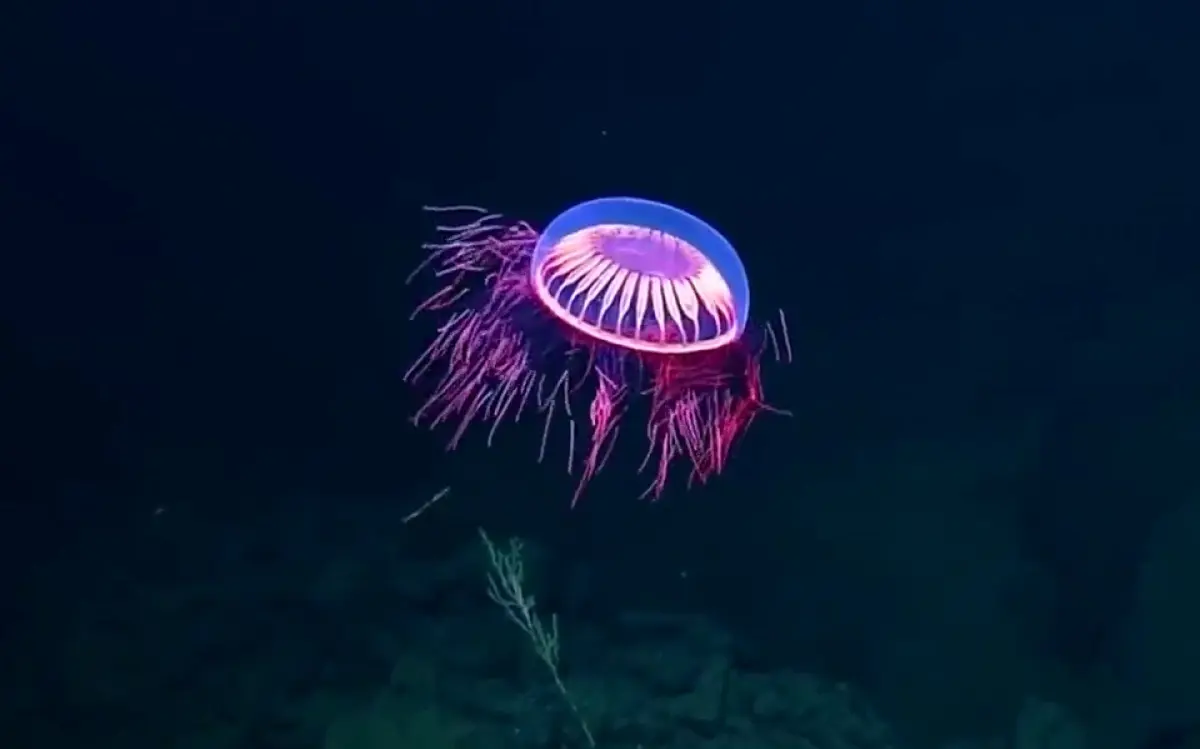 Hüten Sie sich vor diesen gefährlichen Kreaturen in Thailand