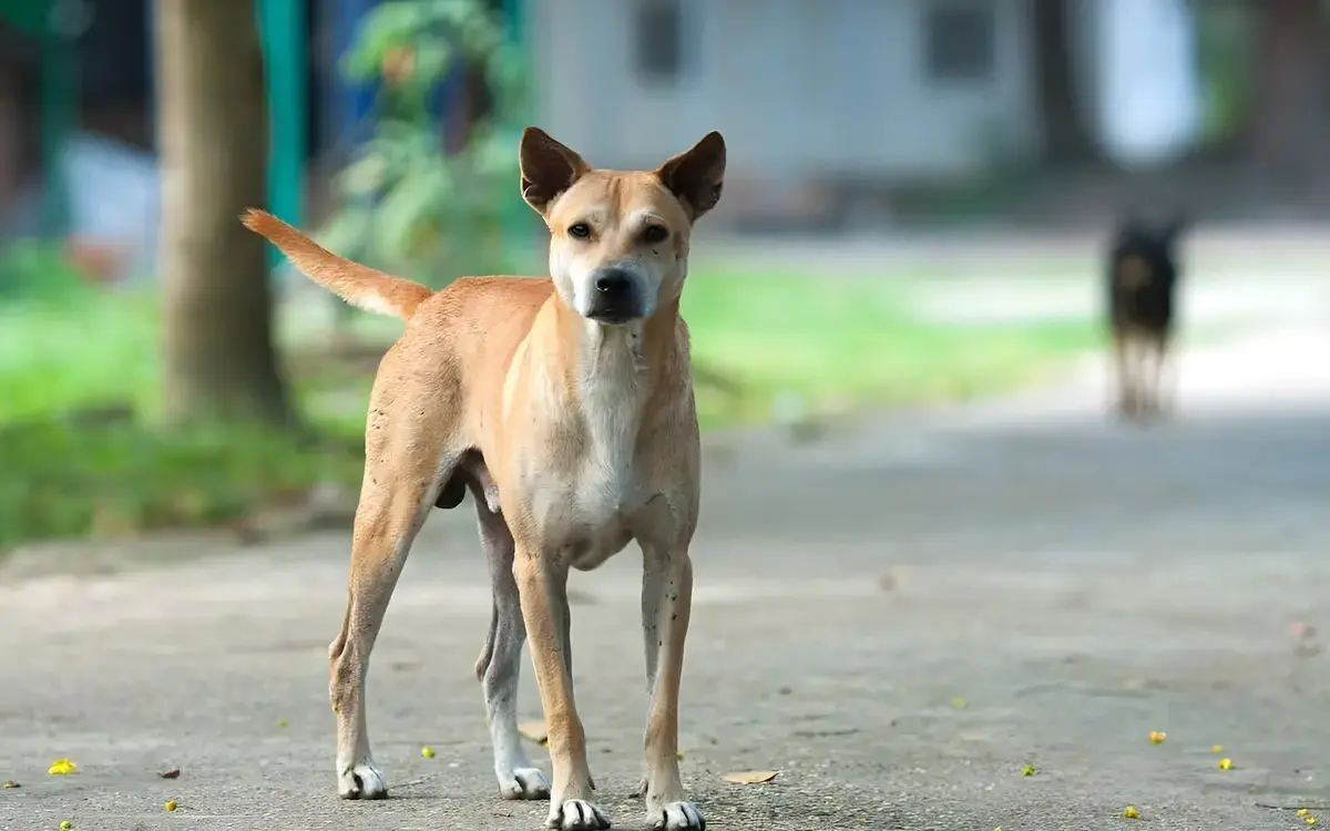 Hundefleisch in thailand 4087c348