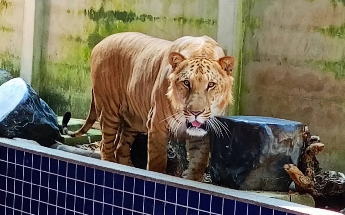 Illegale tierhaltung behoerden beschlagnahmen exotische tiere und elfenbein in luxusvilla da37861f