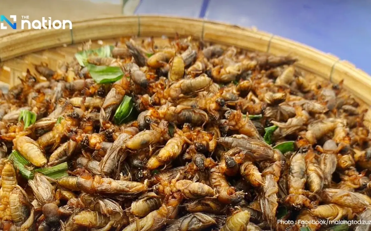 Thailands geniale Protein-Revolution: Insekten-Boom bringt Millionen!
