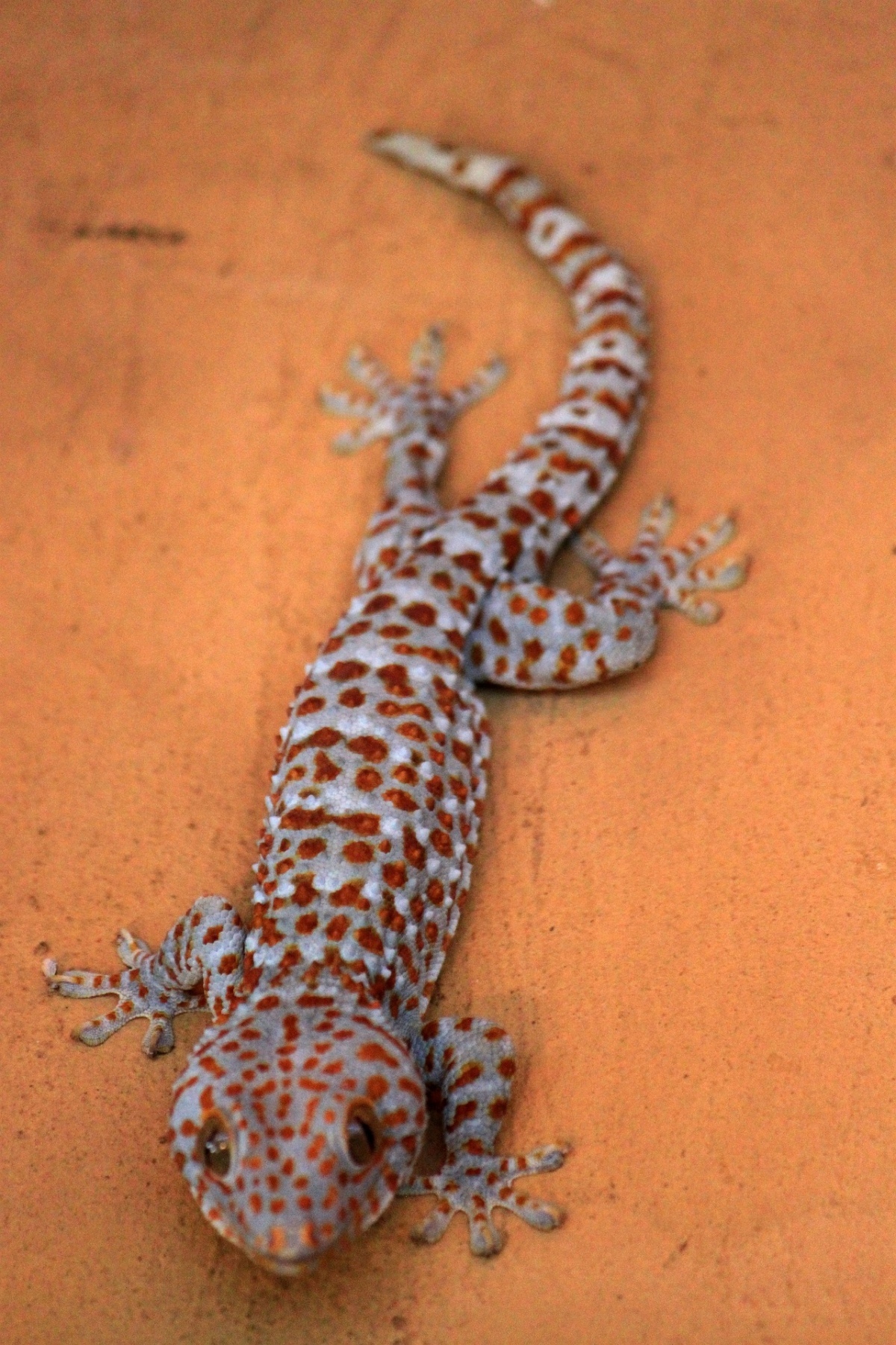 Ist der thailaendische tokeh gefaehrlich c3735e25