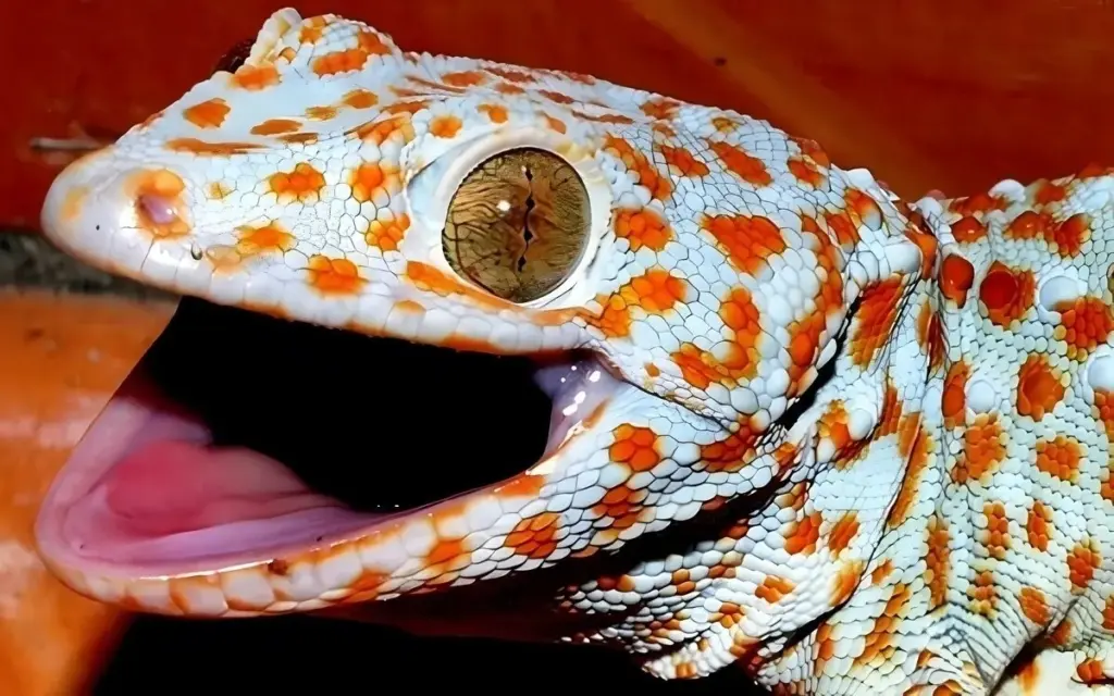 Ist der thailaendische tokeh giftig oder aggressiv animation avif 2024 05 22 cd3072cf