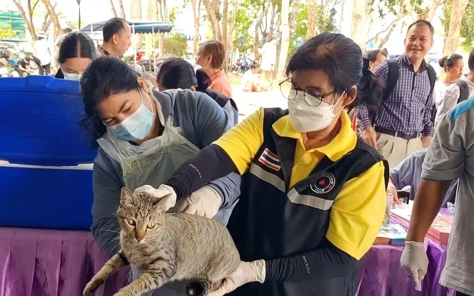 Kostenlose sterilisation und impfung fuer haustiere in pattaya ein schritt zur loesung des 08ffc937