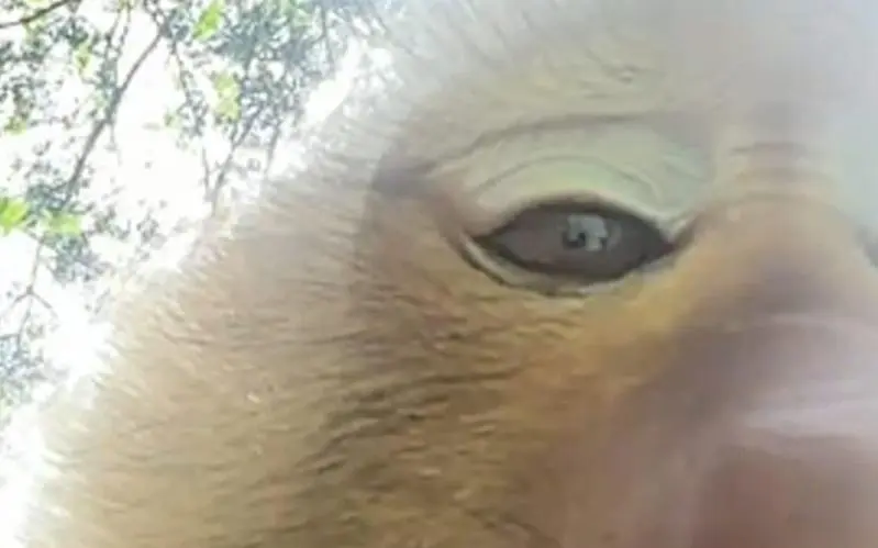Kurioser vorfall auf phuket verschmitzter affe stiehlt handy einer touristin und macht virales 0074216c
