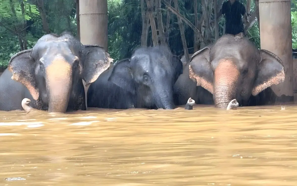 Lebensrettende Mission: Elefanten und andere Tiere vor dem ertrinkenden in Sicherheit – Video