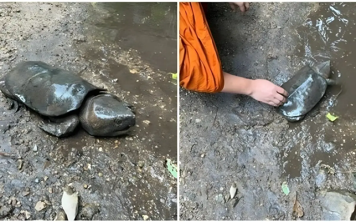 Lebensrettender einsatz wie mutige touristen kamkaew die verletzte schildkroete aus der krise holten 4160bbe5