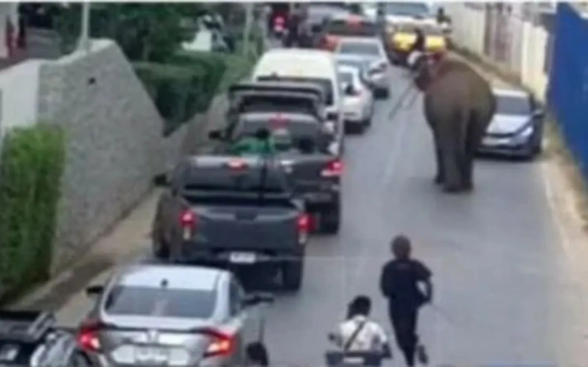 Mammut wahnsinn in phuket entflohener elefant verbreitet chaos b5c82e8f