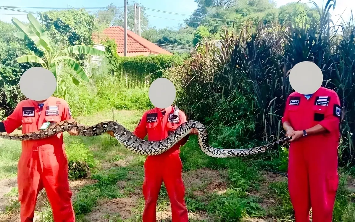 Mann kämpft gegen Python auf der Toilette – Rettung in letzter Sekunde – Fotos