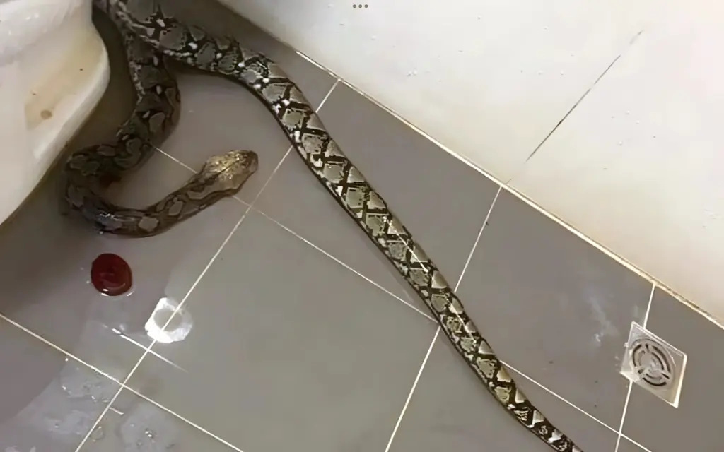 Mann kaempft mit grosser schlange auf der toilette 5a97724f