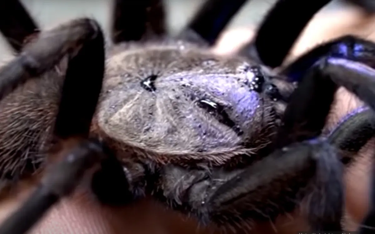 Meilenstein der Arachnologie: Blau schimmernde Tarantel im thailändischen Mangrovenwald entdeckt