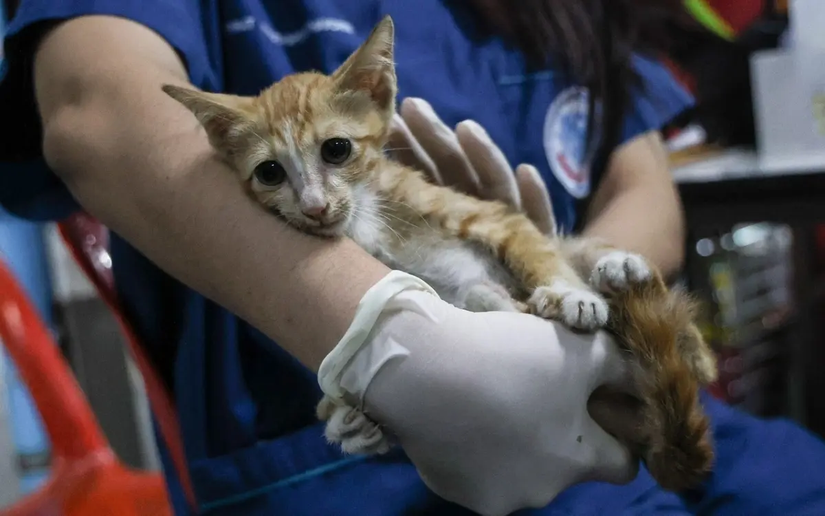 Orangefarbene katze ueberlebt den dramatischen einsturz 6e585de4
