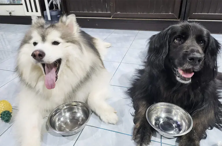 Pet new rules1 768x507