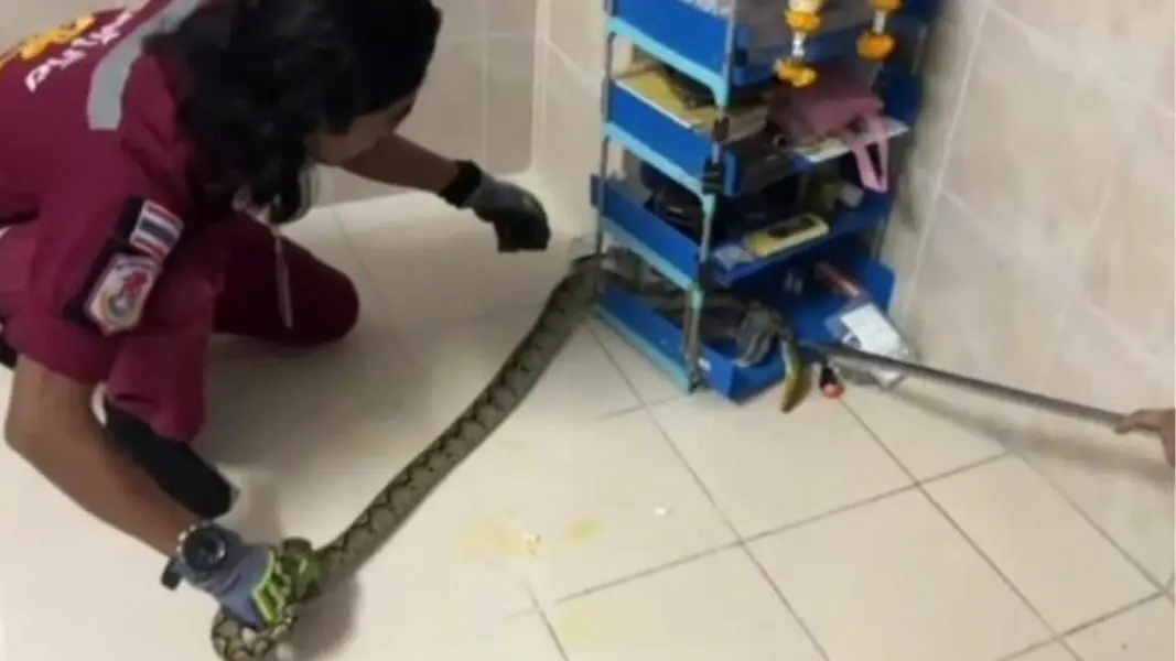 Horror-Nacht im 3. Stock: Python im Schlafzimmer!