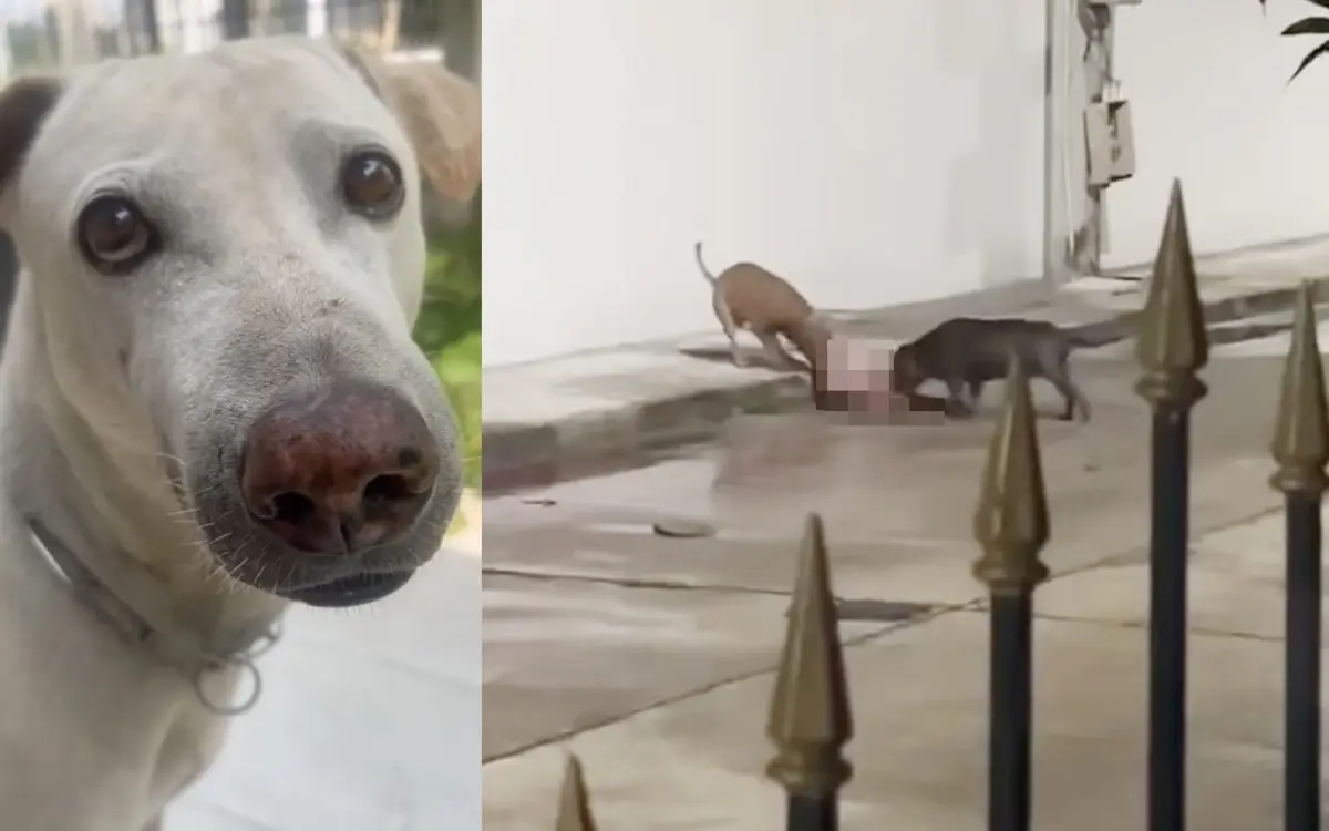 Pitbulls toeten hund besitzer lacht 13f3fcc9