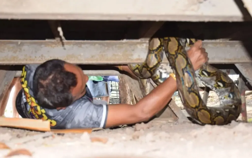 Python im topf riesenschlange besucht huehnerladen a35dc072