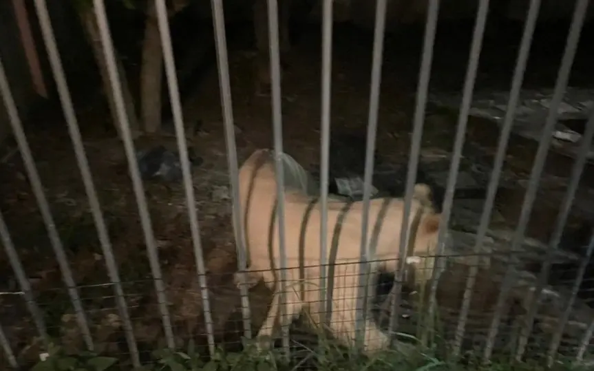 Rettung von Löwe Simba bei Wildtierrettungsaktion in Chanthaburi – Entlaufenes Tigerjunges überfahren