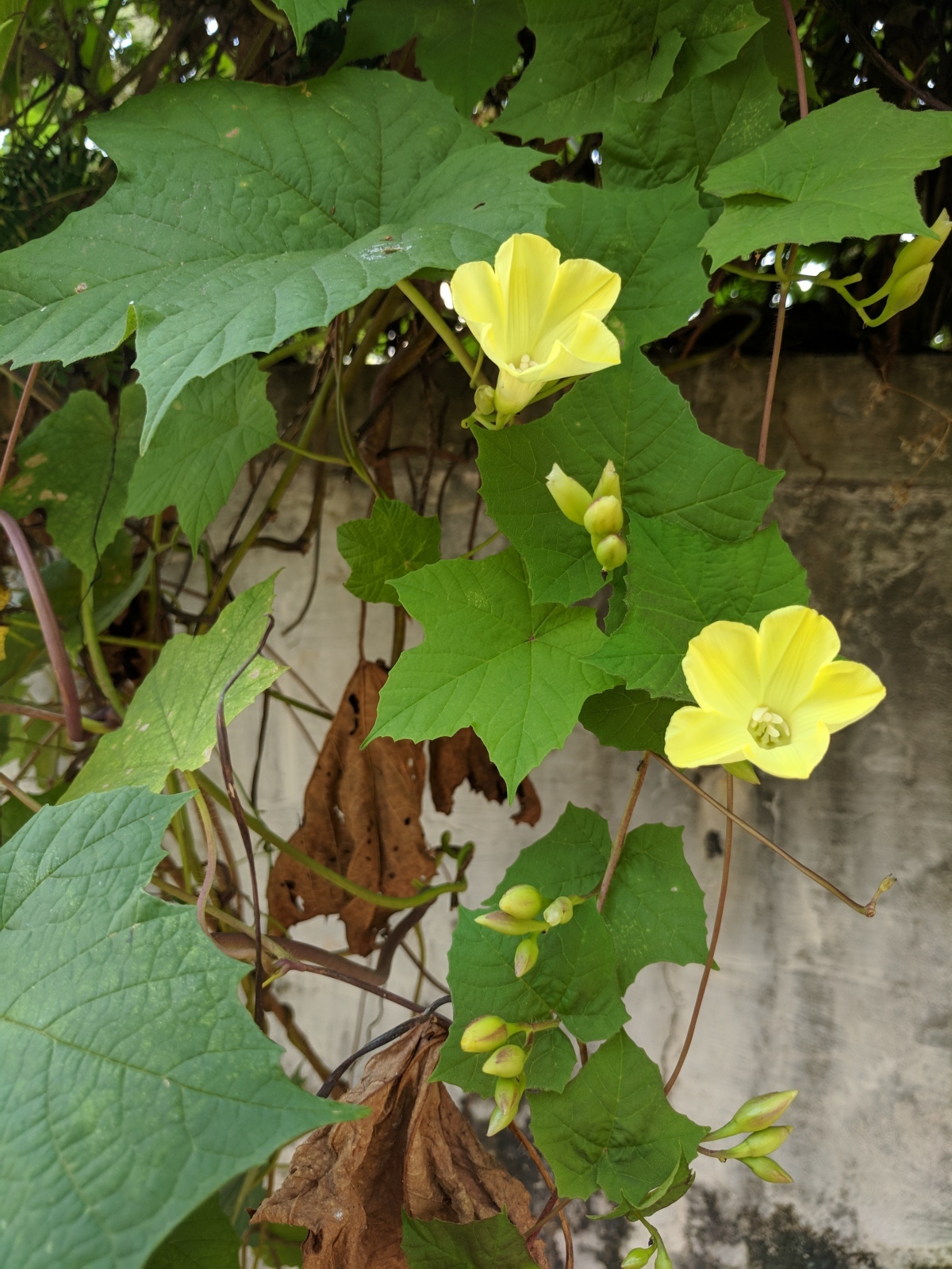 Schlingpflanzen in thailand eine herausforderung 64624fdf