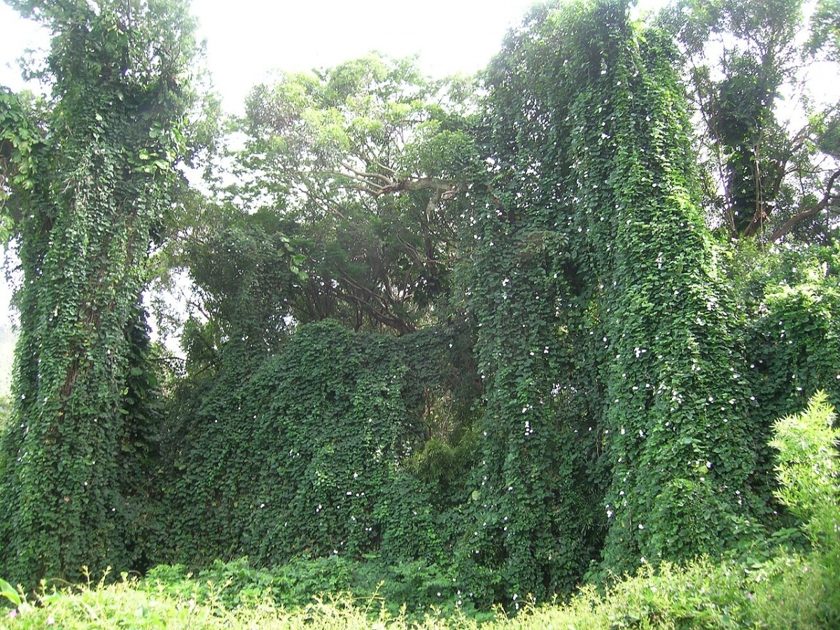 Schlingpflanzen in thailand eine herausforderung ac6499d8