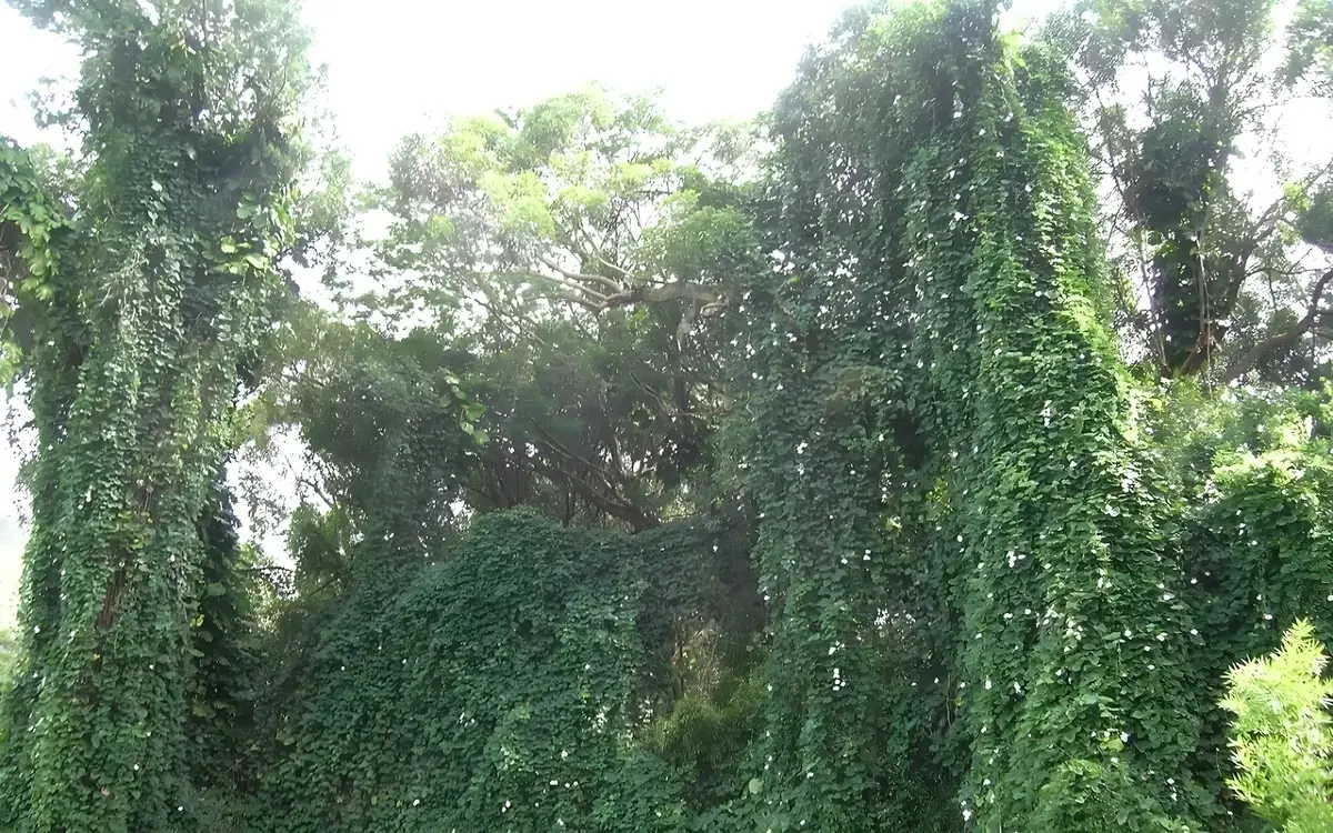 Schlingpflanzen in thailand eine herausforderung d4341c8e