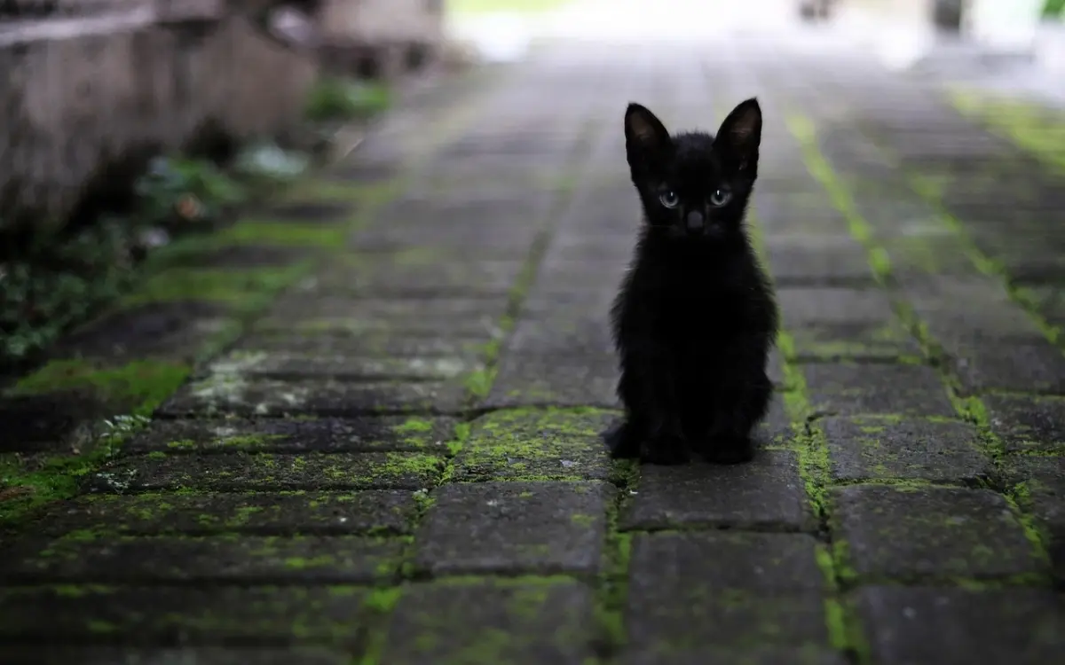 Schutz gegen tieruqaelerei in thailand insbesondere bei katzen empfindliche strafen bei missachtung 508e3d3e