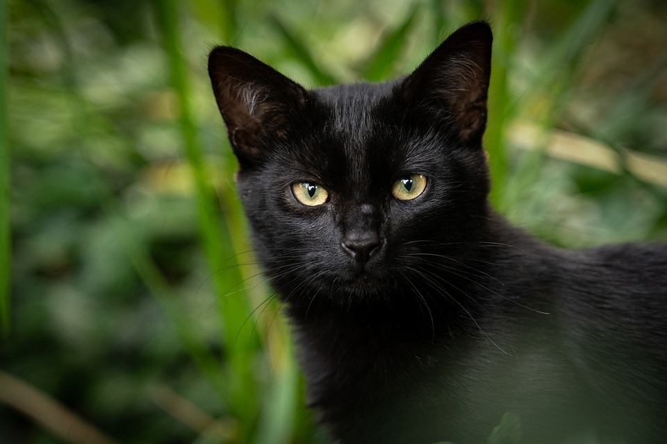 Schutz gegen tieruqaelerei in thailand insbesondere bei katzen empfindliche strafen bei missachtung a5bcab96