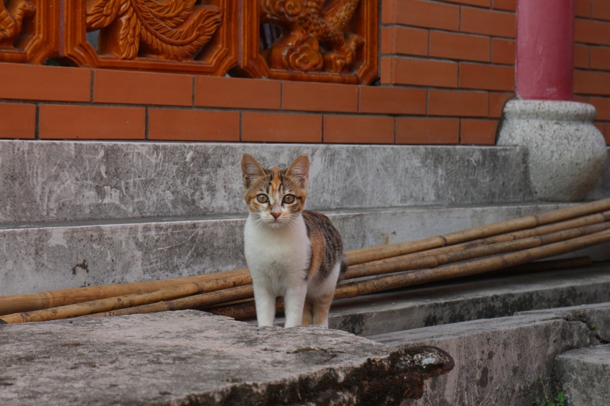 Schutz gegen tieruqaelerei in thailand insbesondere bei katzen empfindliche strafen bei missachtung af648bd2