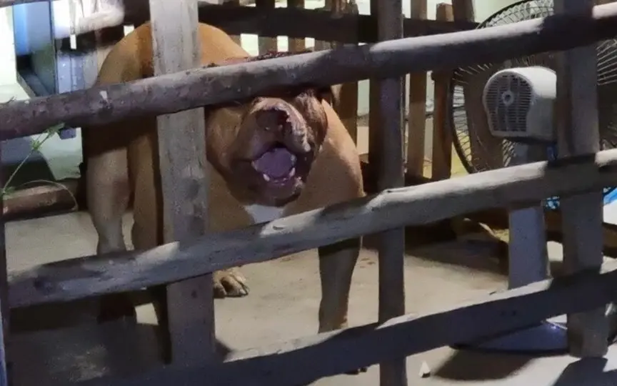 Sechsjähriges Mädchen in kritischem Zustand nach schwerwiegender Hundeattacke in Nonthaburi