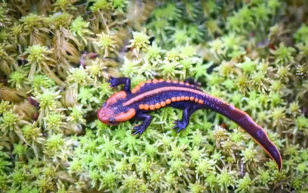 Sensationeller fund neue krokodilmolchart in thailand wissenschaftler schlagen alarm sowas haben d8adce9a