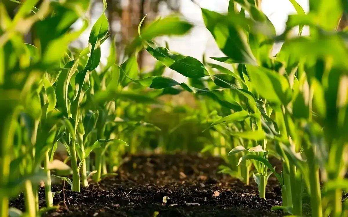 So gruenden sie eine bio cannabisfarm in thailand 93b1f86b