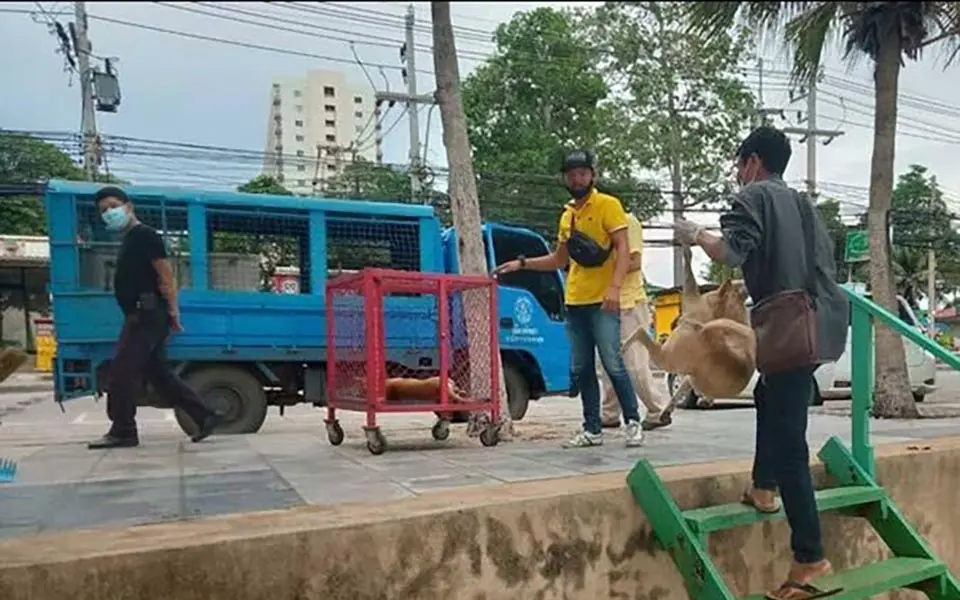 Steigende vorfaelle von hundeangriffen in pattaya schuetzende vorsichtsmassnahmen d1aeb388