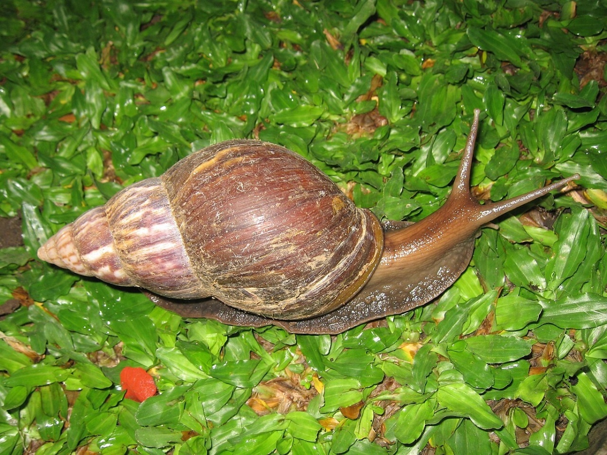 Tauchen sie ein in die faszinierende welt der riesenschnecken in thailand a3cd149e