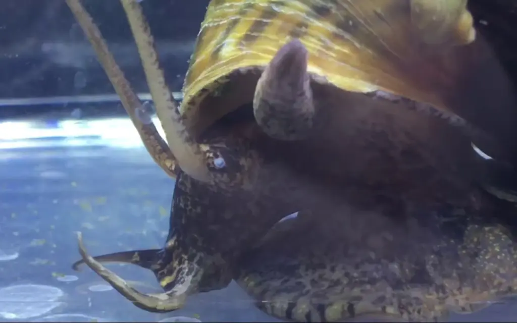 Tauchen sie ein in die faszinierende welt der riesenschnecken in thailand animation avif 2023 10 10 fa441348