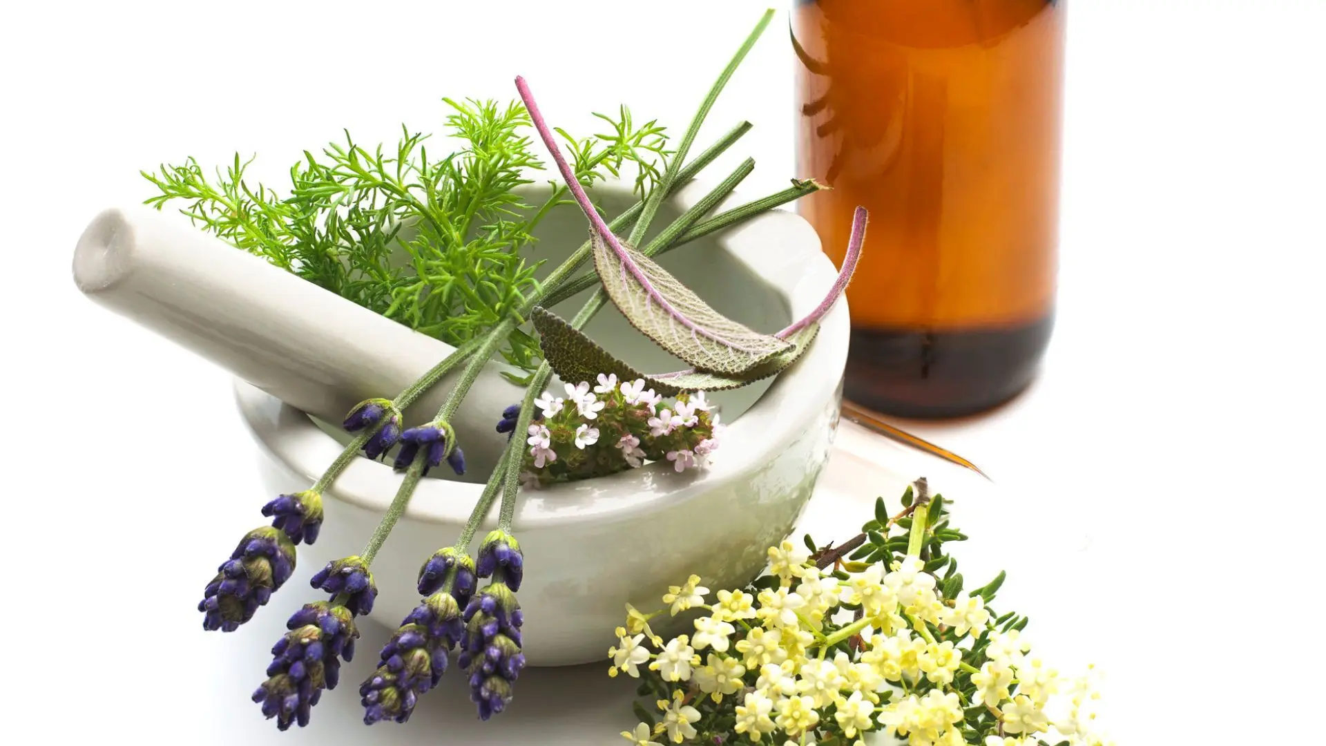 Medizinische Pflanzen