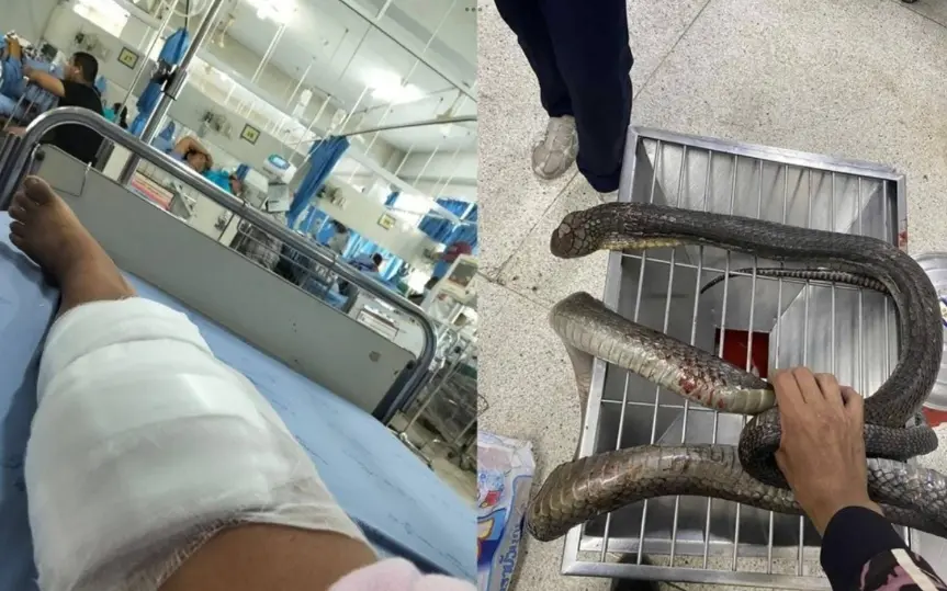 Thailänderin besiegt Königskobra – Ein Überlebenskampf im Dschungel