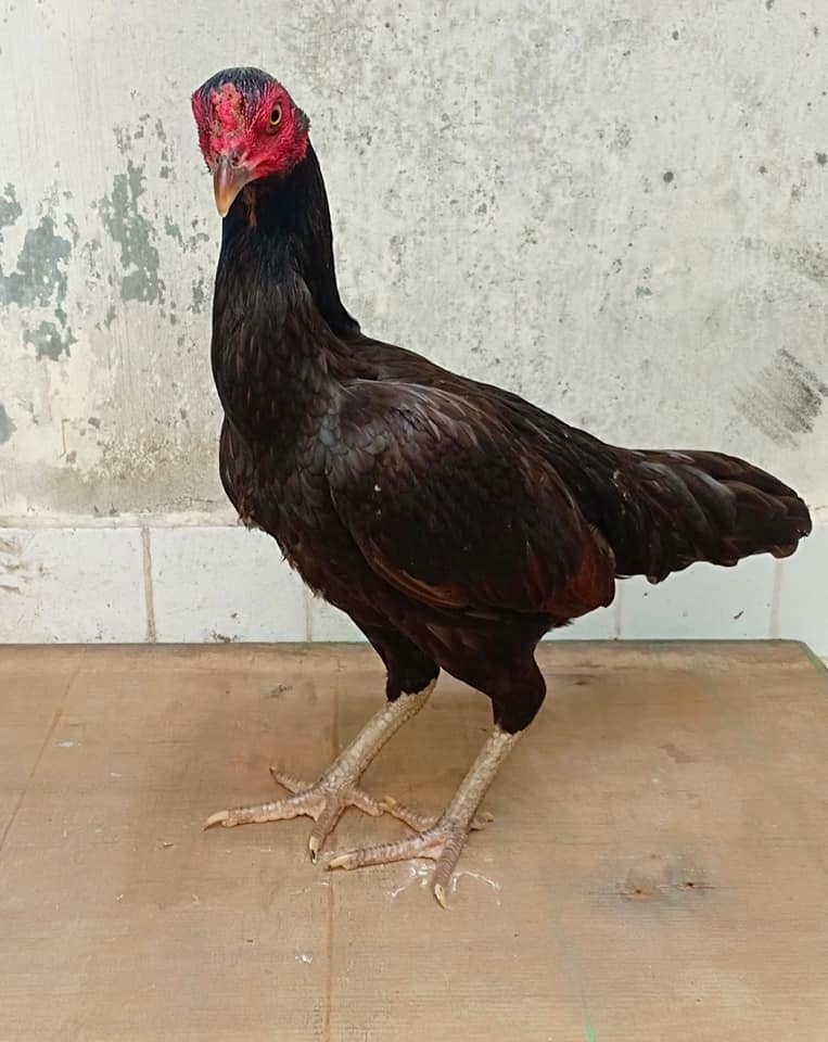 Thailaendische huehnerrassen 21e6fcef