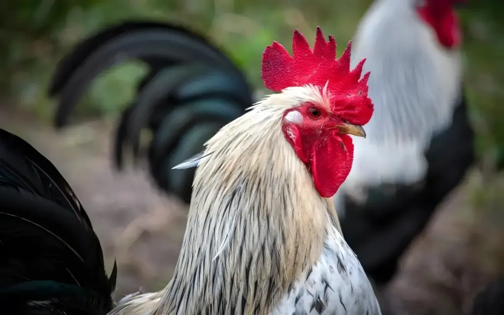 Thailaendische huehnerrassen 62322a8d