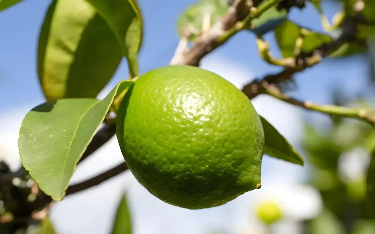 Thailändische Limetten – kleine Früchte mit großer Wirkung