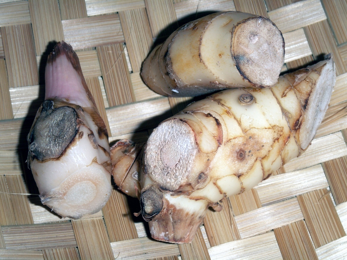 Thailaendischer ingwer ein kraftvolles heilmittel 19e1038f