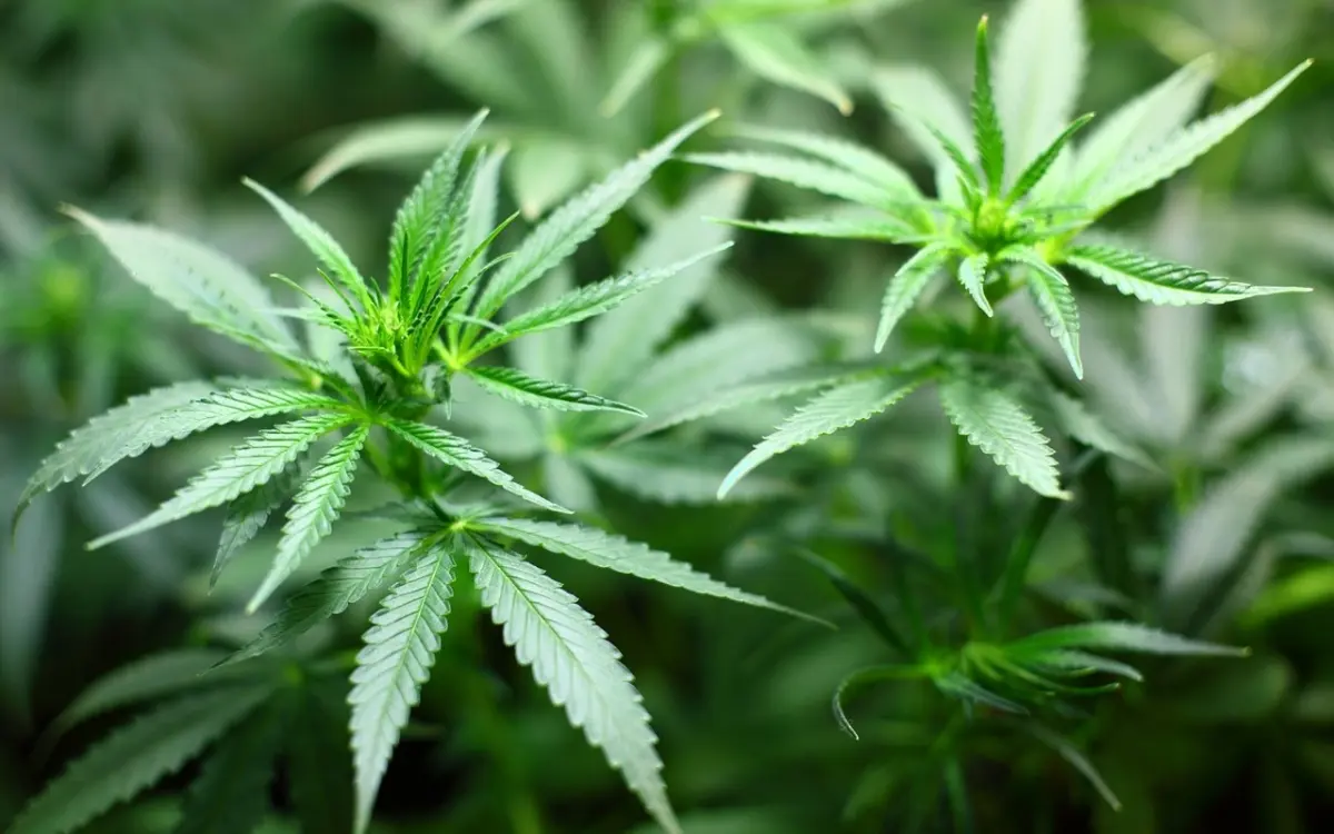 Thailand bremst cannabis freizeitkonsum hintergruende 85b0b4e7